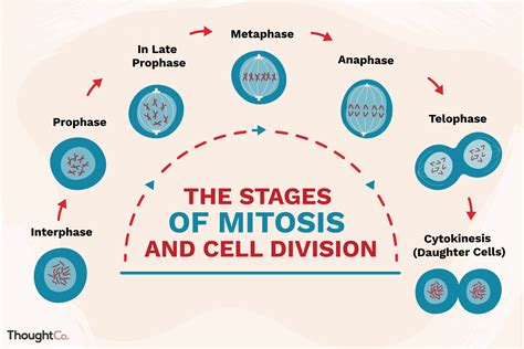 The Stages of Mitosis and Cell Division
