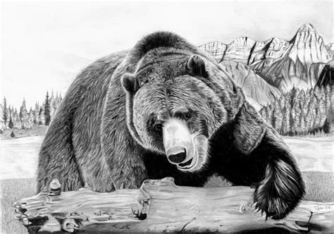 10+ Bear Drawings Showcase 2022