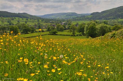 Moorlands and Peak: Hay Meadow