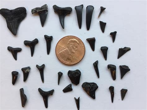 Sharks teeth found at Myrtle Beach, SC : r/sharks