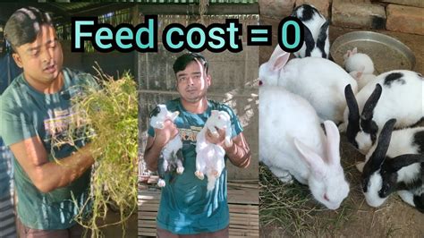 Rabbit farming in india // Rabbit farm house // Khargosh palan jankari ...