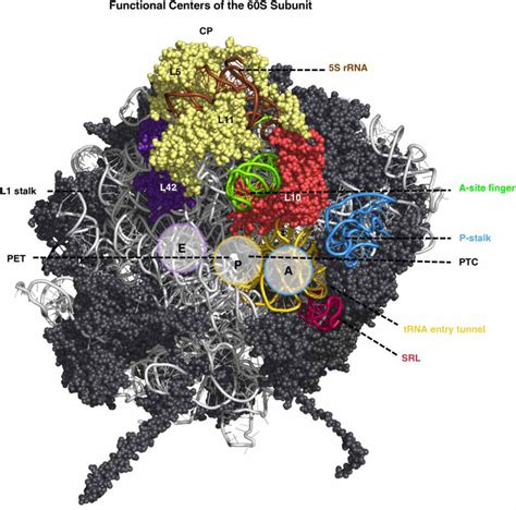 Functional centers in the large ribosomal subunit | Download Scientific ...