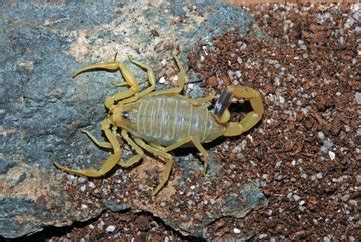 Ecology - Deathstalker Scorpion Venom