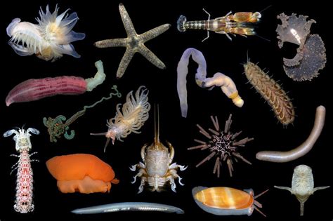 Marine invertebrates potpourri | Invertebrates, Oceans of the world ...