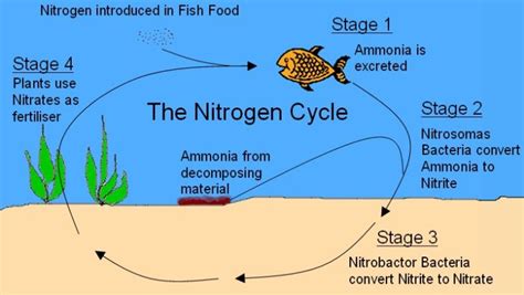 Understanding the Aquarium Nitrogen Cycle | The Aquarium Club