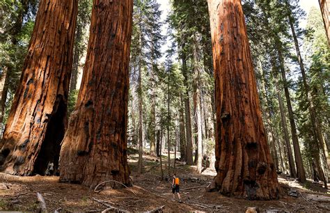 Giant sequoia | Description, Size, Endangered, & Facts | Britannica