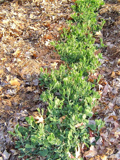 When to plant sweet peas: Options for Lots of Fragrant Flowers