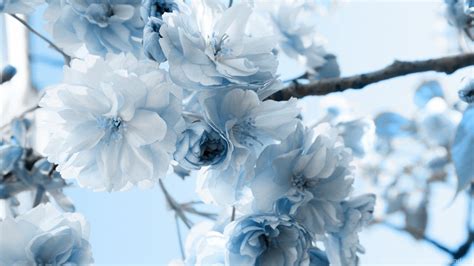 Blue and White Flower Wallpapers - Top Free Blue and White Flower Backgrounds - WallpaperAccess