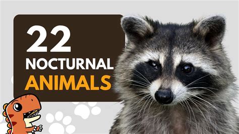 22 List of Nocturnal Animals for Kids to Learn - Educational Video - YouTube