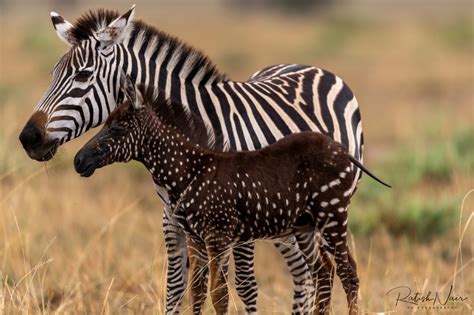 Kenya / Tira - The Polka Dotted Zebra in 2020 (With images) | Zebra species, Baby zebra, Zebra