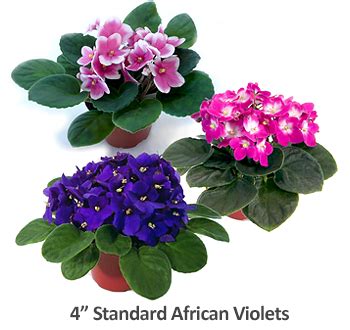 Plant Care Instructions for African Violets