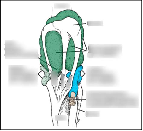 Equine Stifle Joint Diagram | Quizlet