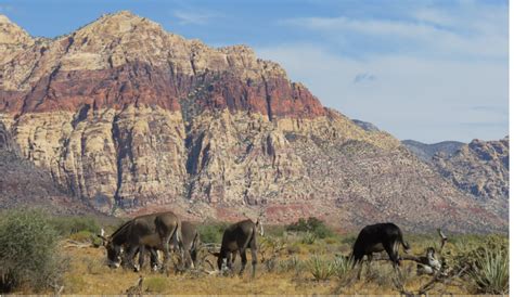 Red Rock Canyon Scenic Drive - The Real Las Vegas | Eileen Guilbeault