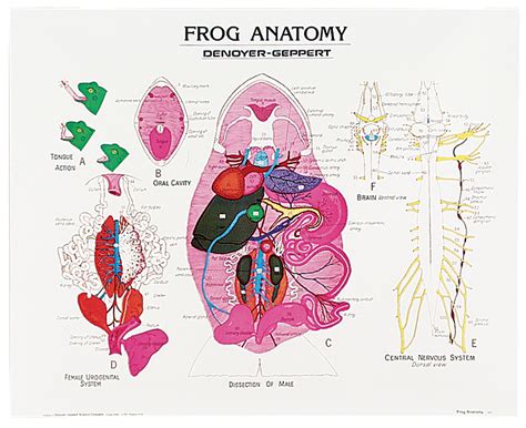 Frog Mouth Anatomy