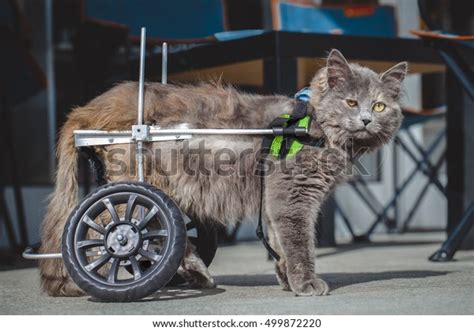 624 Cat Wheelchair Images, Stock Photos & Vectors | Shutterstock