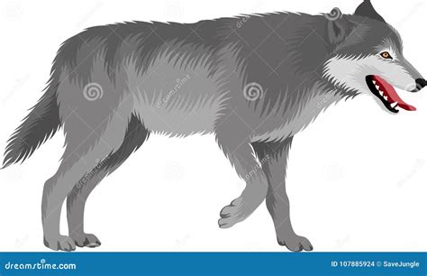 Gray Wolf Stock Illustrations – 2,287 Gray Wolf Stock Illustrations, Vectors & Clipart - Dreamstime