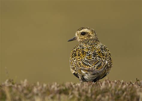 The Shetland Islands wildlife location in Scotland, Europe | Wildlife ...