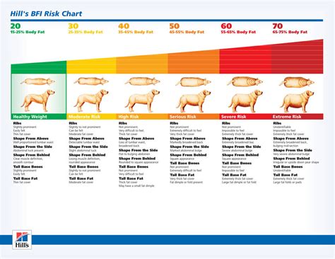 How To Help Your Pet Lose Weight - Doncaster Vet