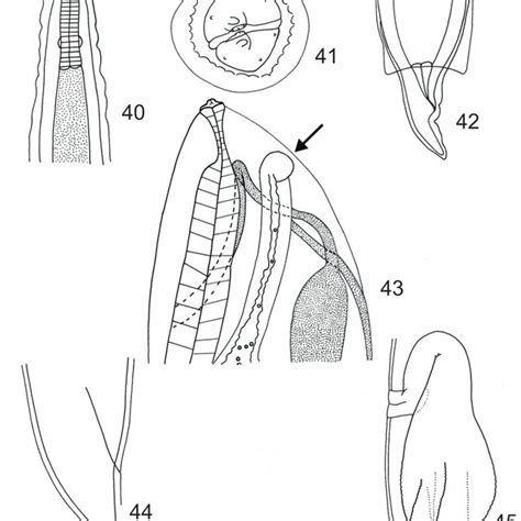 Physaloptera sp. Fig. 40. Female, anterior extremity, ventral view.... | Download Scientific Diagram