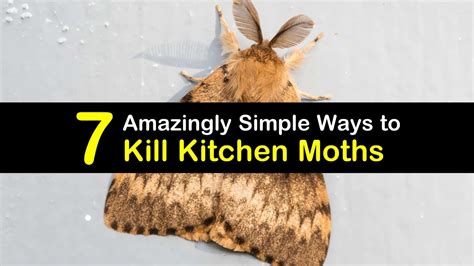 7 Amazingly Simple Ways to Kill Kitchen Moths