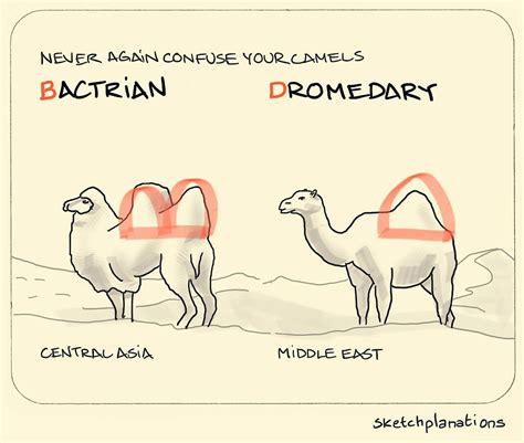 Bactrian or dromedary camel? Never be confused again - Sketchplanations