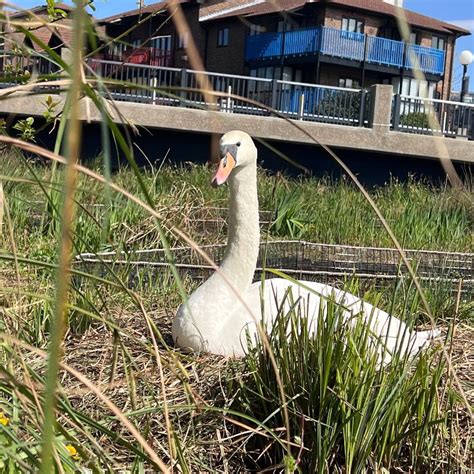 Swans Nest in Safety on Floating Ecosystems Throughout the UK - Biomatrix