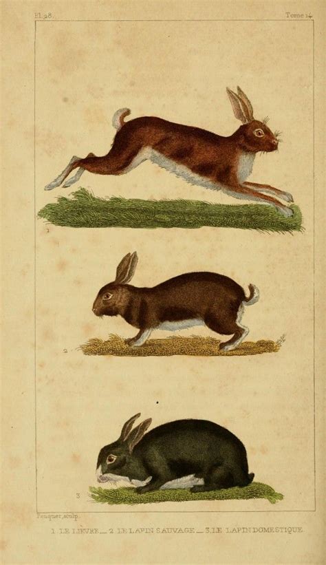 rabbit rabbit Wild Rabbit, Rabbit Art, Vintage Images, Vintage Art ...