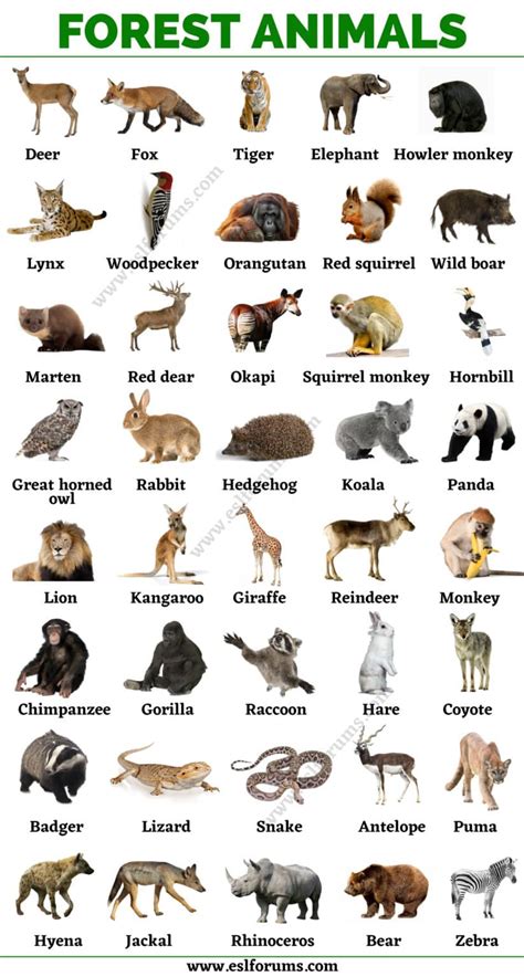 Forest Animals: List of Animals That Live in the Forest with ESL Pictures! - ESL Forums