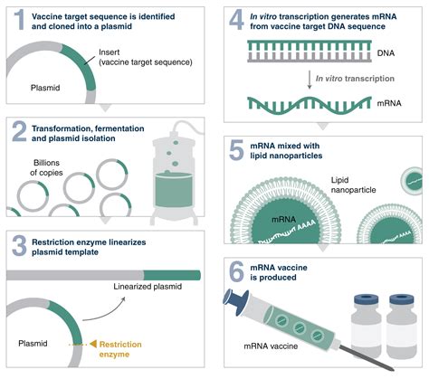 8 tips to follow when choosing a restriction enzyme for in vitro mRNA ...