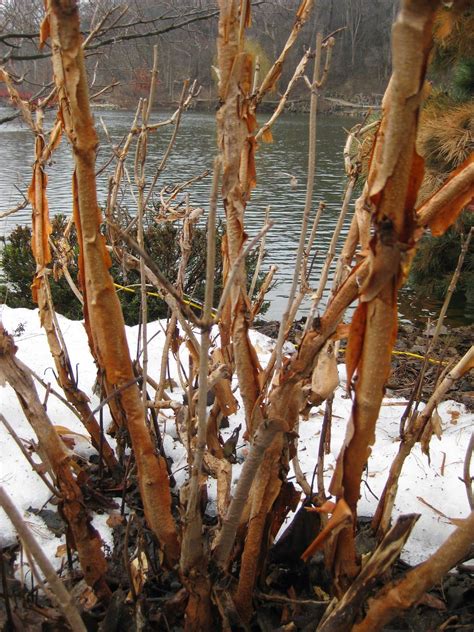 oakleaf hydrangea winter Archives - Sylvan Gardens Landscaping | Oakleaf hydrangea, Hydrangea ...