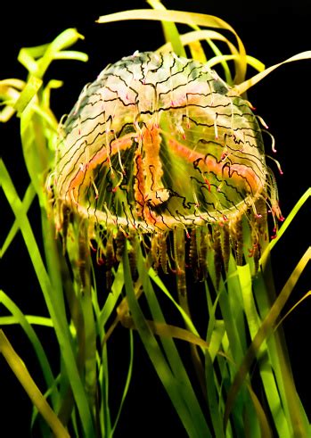 Flower Hat Jellyfish At Night Rm Stock Photo - Download Image Now - iStock