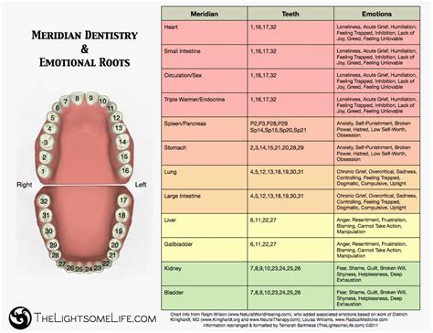 Tooth Meridian Chart Corresponding Organ