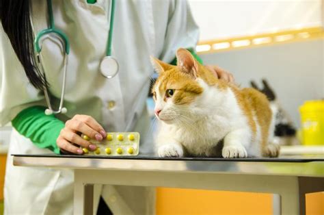 Prednisone / Prednisolone For Cats - Dosage and Side Effects