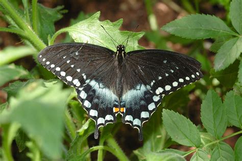 Spicebush Swallowtail ~ Butterfly of The Earth