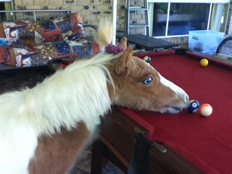 Best New Tumblr Find: Horses in K-Holes