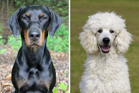 Doberdoodle: everything about this mixed breed - DogsPlanet.com