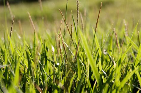 Long Grass That Have Gone To Seed Free Stock Photo - Public Domain Pictures