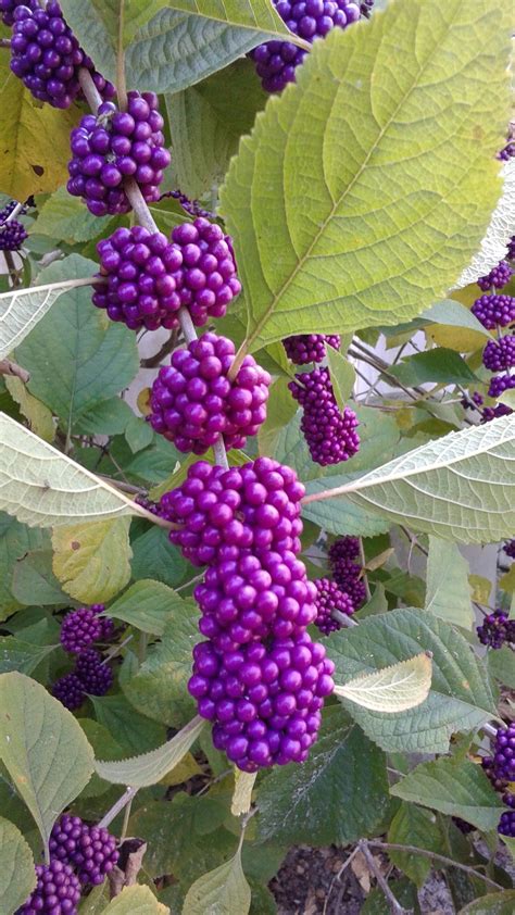 The attractive foliage of American beautyberry shrubs work well in borders, and you’ll also ...