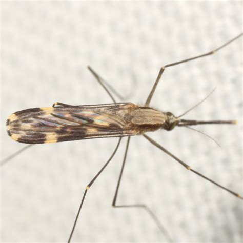 Mosquito with patterned wings - Anopheles punctipennis - BugGuide.Net