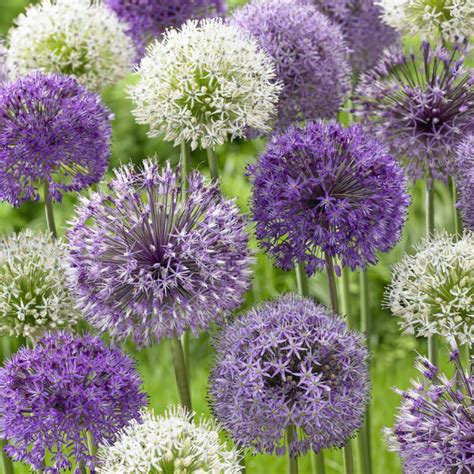 Mixed Tall Alliums - Allium Bulbs