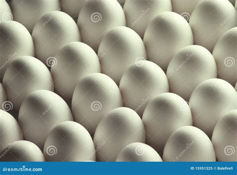 White Chicken Eggs stock image. Image of white, incubate - 15951325