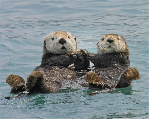 Sea Otter holding hands : r/aww