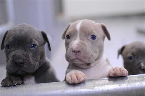 Cute Pitbull Puppies Wallpapers