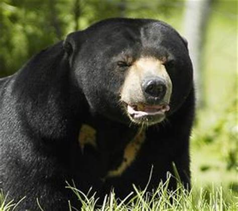 Sun Bear Facts | Sun Bear Habitat & Diet