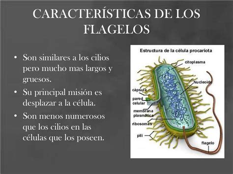 Cilios, flagelos y microvellosidades