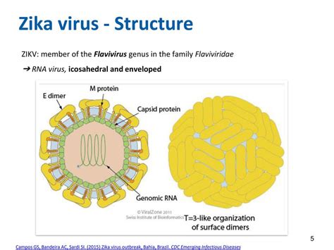 Challenges of a Zika virus vaccine development - ppt télécharger