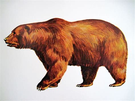 Brown bear illustration Kodak Bear, Black Bear, Brown Bear, Bear Drawing, Bear Illustration ...