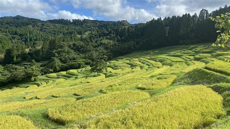 Oyama Senmaida Golden Rice Paddies | Visit Chiba