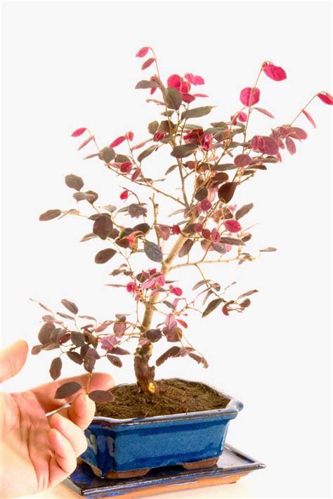 Beautiful purple leaved indoor bonsai for sale with pink spidery flowers