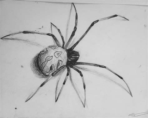 Realism, spider drawing, bug sketch, realistic pencil drawing, shading ...